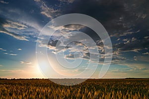 Sunset in young wheat field, barley, rye. Young green wheat sprouts of grain crops. Agricultural land