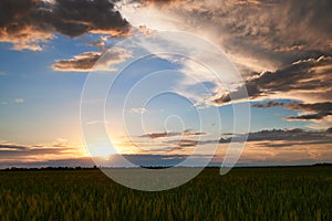 Sunset in young wheat field, barley, rye. Young green wheat sprouts of grain crops. Agricultural land