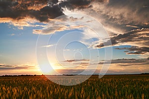 Sunset in young wheat field, barley, rye. Young green wheat sprouts of grain crops. Agricultural land