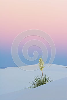 Sunset Yucca, vertical