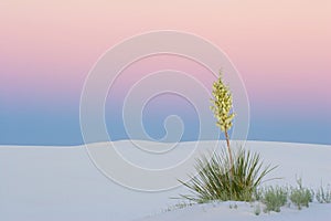 Sunset Yucca at White Sands