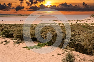 Sunset at The Zwin Nature Reserve, North Sea coast, Belgium-Netherlands border photo