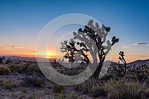 Sunsets over the California desert silhouetting a Joshua Tree