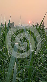 Sunsets view in the grassland