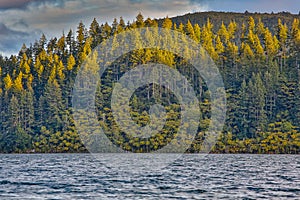 Sunsetting on trees across a lake