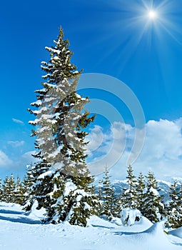 Sunshine above winter mountain fir forest