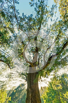 Sunshine and ancient trees