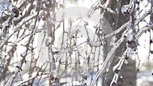 Sunshine andTree Branches With Ice Crystals II