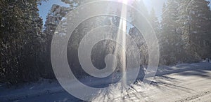 Sunshine atop snow covered trees tahoe