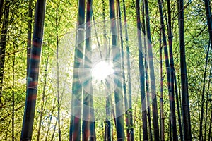 Sunshine through bamboo forest.