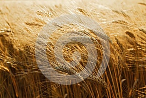 Sunshine Barley Field