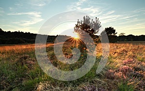 Sunshine behind pine tree