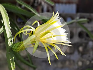 Sunshine on blossom flower of Pitahaya or Dragon fruit on blurred background