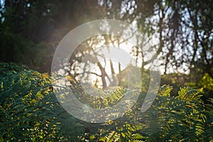 Sunshine through blurred trees in ferns.