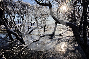 sunshine through bushes on frozen lake