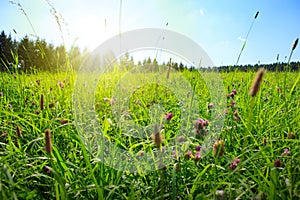 Sunshine on the clover field.