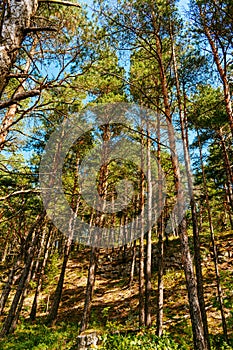 Sunshine coming through the trees in an evergreen forest by the Panga cliff in Saaremaa, Estonia