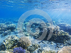 Sunshine on coral reef. Exotic island shore shallow water. Tropical seashore landscape underwater photo.