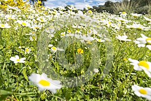 Sunshine daisies vibrant wild meadow