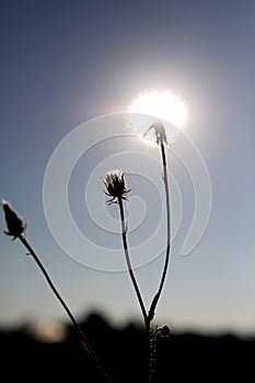 Sunshine dandelions