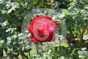 Sunshine day with redpink rose photo