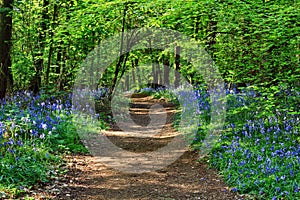 Sunshine Dirt Path through Badby Bluebell Wood Hyacinthoides non-scripta