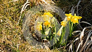 Sunshine on Easter flowers, Narcissus, Spring.