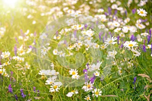 Sunshine on a field of daisy and wiild flowers, spring summer nature background