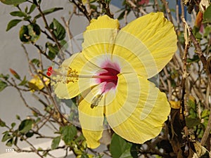 Sunshine Flower Canarian Flora