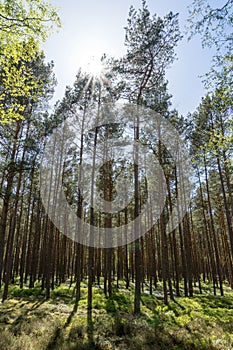 Sunshine forest trees. Sun through vivid green forest