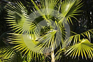 Sunshine on the fronds of a old man palm (coccothrinax crinita), native to Cuba photo