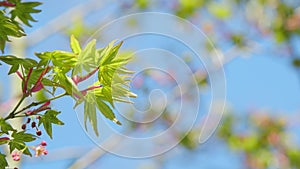 Sunshine In The Garden. Green Leaves Of Japanese Maple Trees That Are Blooming At The Beginning Of Spring. Close up.