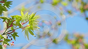 Sunshine In The Garden. Green Leaves Of Japanese Maple Trees That Are Blooming At The Beginning Of Spring. Close up.