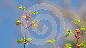 Sunshine In The Garden. Green Leaves Of Japanese Maple Trees That Are Blooming At The Beginning Of Spring. Still.