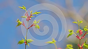 Sunshine In The Garden. Green Leaves Of Japanese Maple Trees That Are Blooming At The Beginning Of Spring. Still.