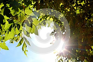 Sunshine glimmering through green leaves