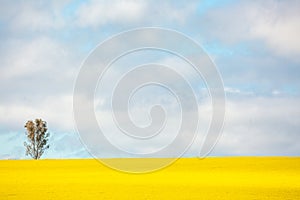 Sunshine on golden canola field with a single gum tree