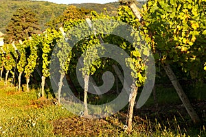 Sunshine on grapevines photo