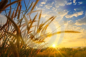 sunshine through grass flower in the evening at sunset with the sunbeam