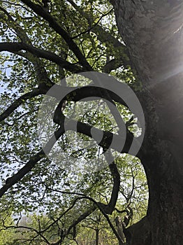 Sunshine through green branches