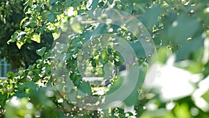 Sunshine through green leaves. small green apples growing on tree. Natural backlight effect with lens flare. Apple tree