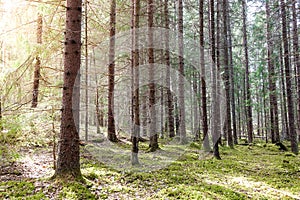 Sunshine in a green mossy forest in the spring