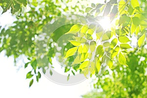 Sunshine through green tree leaves