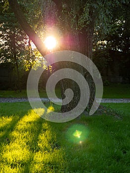 Sunshine halo and sun rays through the tree branches