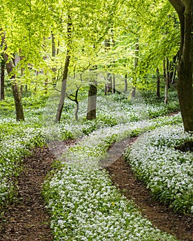 Sunshine illuminates a path through wild garlic in a Dorset woodland