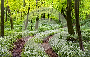 Sunshine illuminates a path through wild garlic in a Dorset woodland