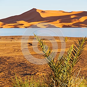 sunshine in the lake yellow desert of morocco sand and dune