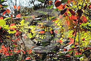 Sunshine through leaves of fall shrubs