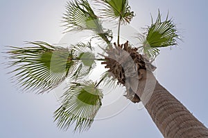 Sunshine among leaves of palm tree