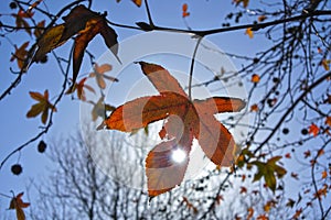 Sunshine light through an autumn Maple tree leaf